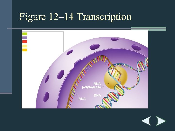 Figure 12– 14 Transcription Section 12 -3 Adenine (DNA and RNA) Cystosine (DNA and