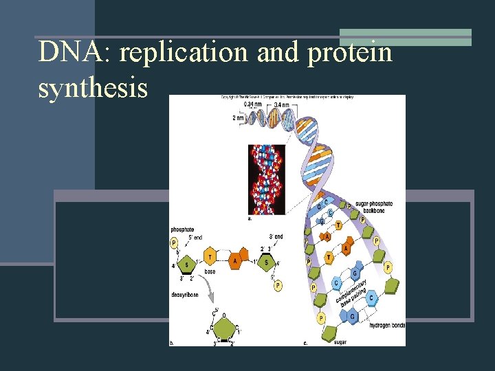 DNA: replication and protein synthesis 