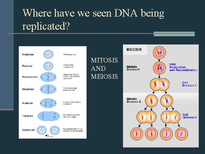 Where have we seen DNA being replicated? MITOSIS AND MEIOSIS 