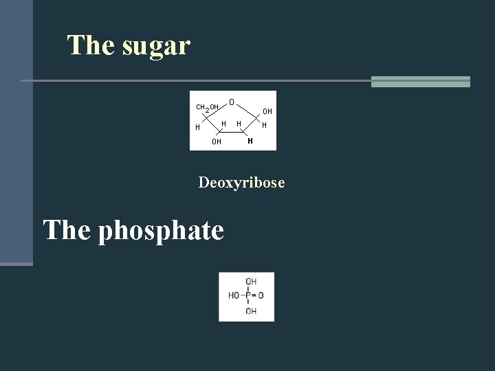 The sugar Deoxyribose The phosphate 