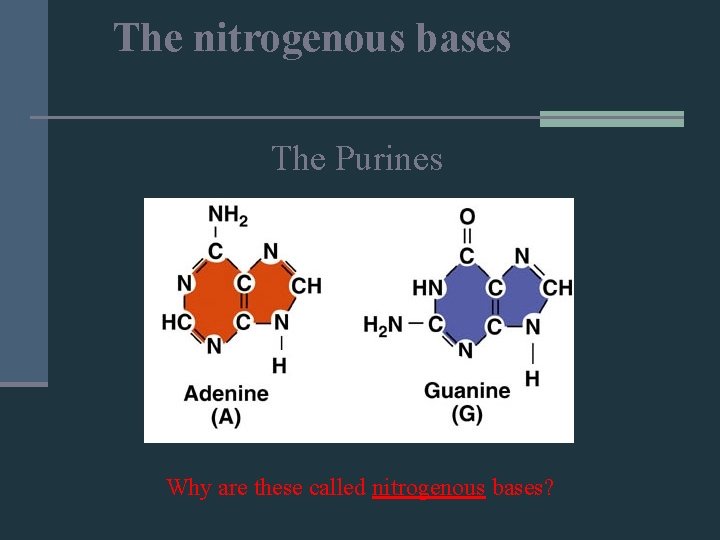 The nitrogenous bases The Purines Why are these called nitrogenous bases? 