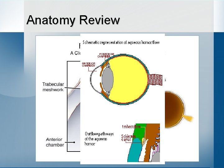 Anatomy Review 