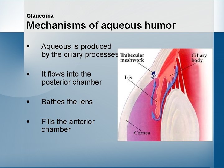Glaucoma Mechanisms of aqueous humor § Aqueous is produced by the ciliary processes §