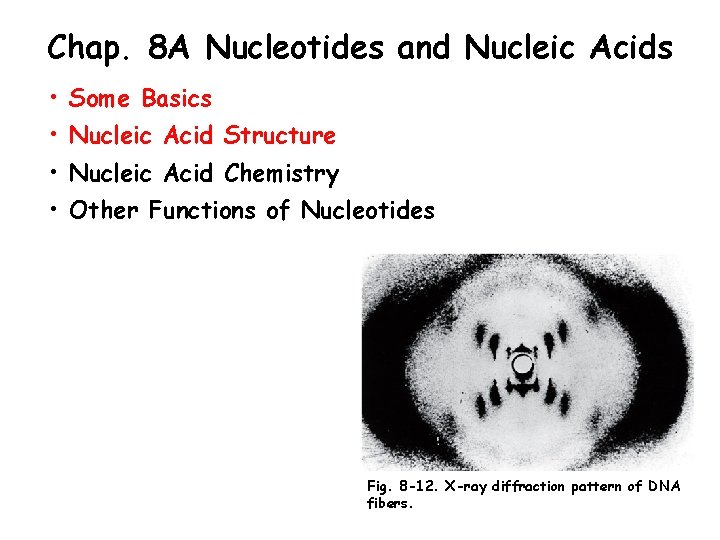 Chap. 8 A Nucleotides and Nucleic Acids • Some Basics • Nucleic Acid Structure