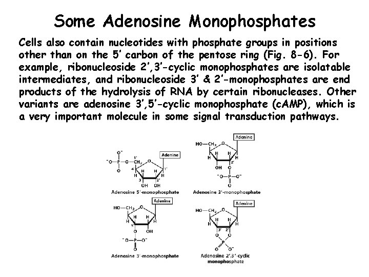 Some Adenosine Monophosphates Cells also contain nucleotides with phosphate groups in positions other than