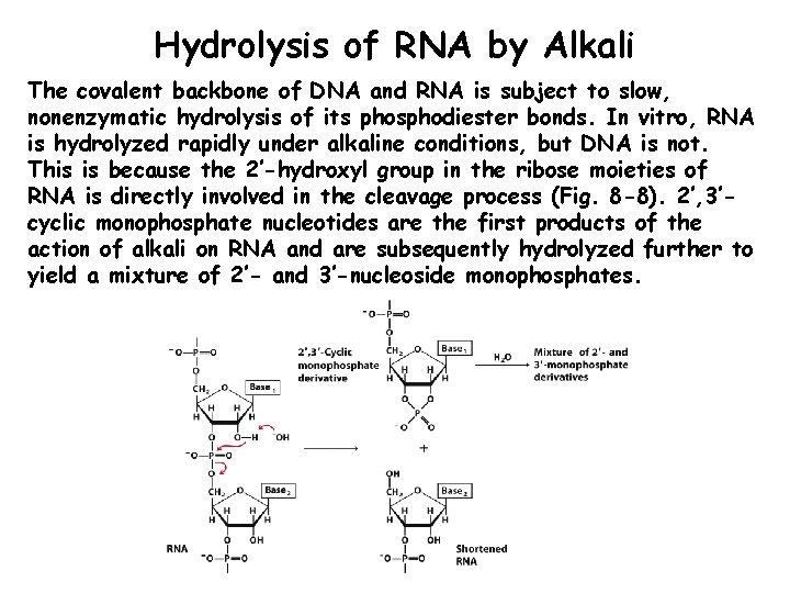 Hydrolysis of RNA by Alkali The covalent backbone of DNA and RNA is subject