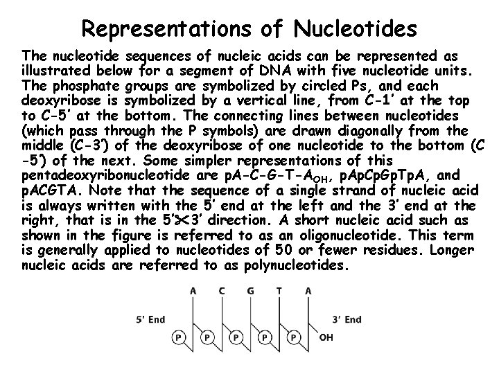 Representations of Nucleotides The nucleotide sequences of nucleic acids can be represented as illustrated