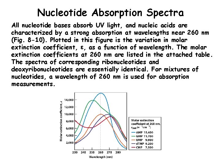 Nucleotide Absorption Spectra All nucleotide bases absorb UV light, and nucleic acids are characterized