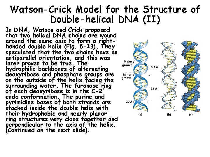 Watson-Crick Model for the Structure of Double-helical DNA (II) In DNA, Watson and Crick