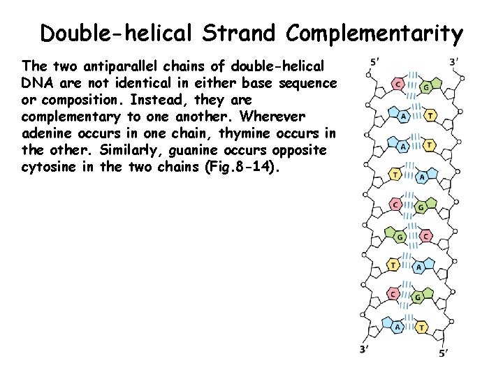 Double-helical Strand Complementarity The two antiparallel chains of double-helical DNA are not identical in