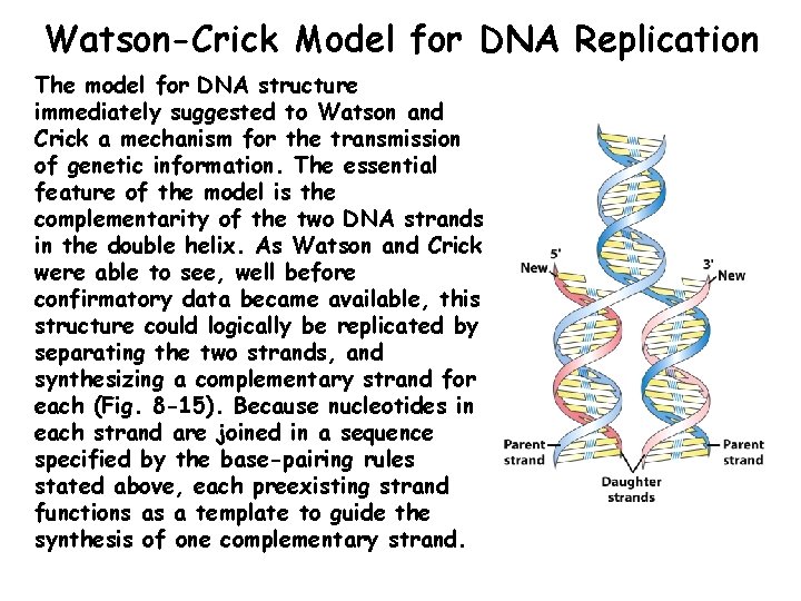 Chap 8 A Nucleotides And Nucleic Acids Some