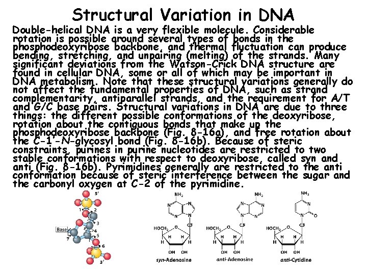 Structural Variation in DNA Double-helical DNA is a very flexible molecule. Considerable rotation is