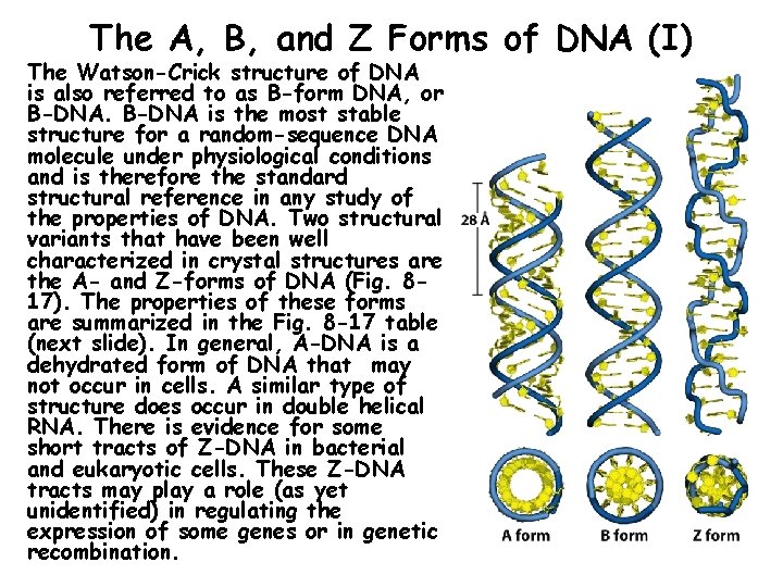 The A, B, and Z Forms of DNA (I) The Watson-Crick structure of DNA