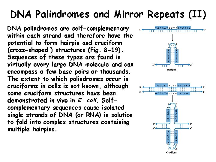 DNA Palindromes and Mirror Repeats (II) DNA palindromes are self-complementary within each strand therefore