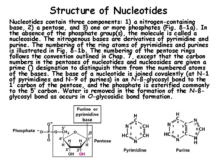 Structure of Nucleotides contain three components: 1) a nitrogen-containing base, 2) a pentose, and