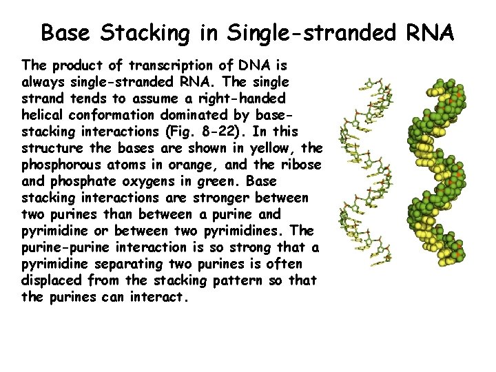 Base Stacking in Single-stranded RNA The product of transcription of DNA is always single-stranded