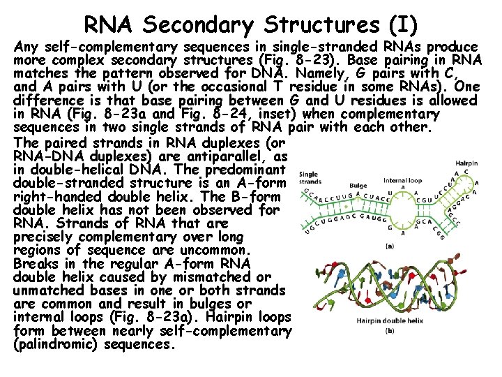 RNA Secondary Structures (I) Any self-complementary sequences in single-stranded RNAs produce more complex secondary