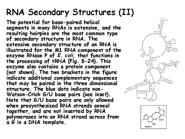 RNA Secondary Structures (II) The potential for base-paired helical segments in many RNAs is