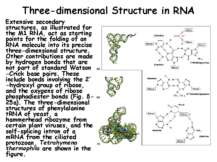 Three-dimensional Structure in RNA Extensive secondary structures, as illustrated for the M 1 RNA,