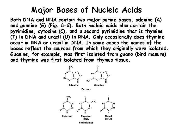 Major Bases of Nucleic Acids Both DNA and RNA contain two major purine bases,