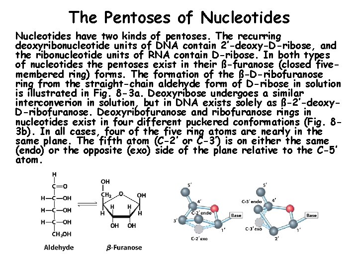 The Pentoses of Nucleotides have two kinds of pentoses. The recurring deoxyribonucleotide units of