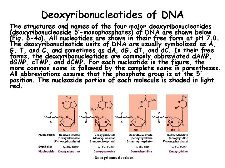 Deoxyribonucleotides of DNA The structures and names of the four major deoxyribonucleotides (deoxyribonucleoside 5’-monophosphates)