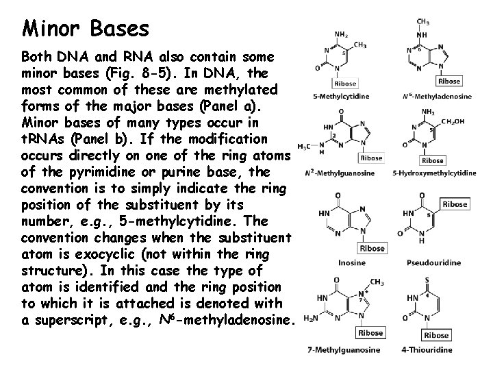 Minor Bases Both DNA and RNA also contain some minor bases (Fig. 8 -5).