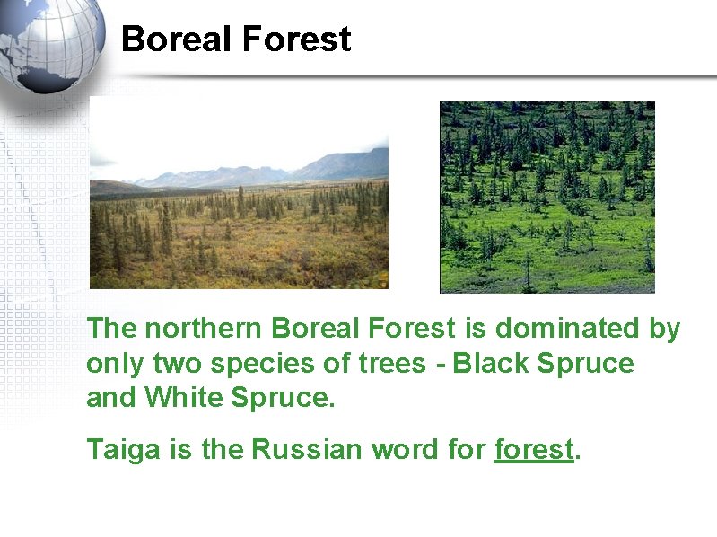 Boreal Forest The northern Boreal Forest is dominated by only two species of trees