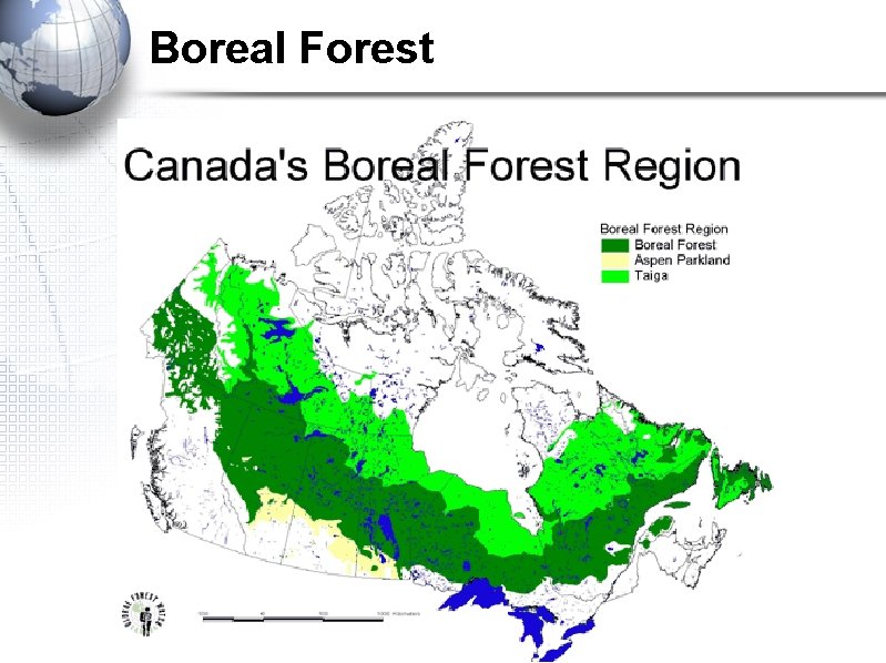 Boreal Forest 