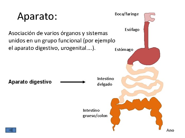 Aparato: Boca/faringe Esófago Asociación de varios órganos y sistemas unidos en un grupo funcional