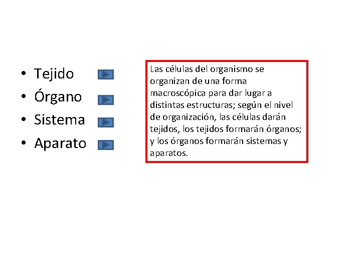  • • Tejido Órgano Sistema Aparato Las células del organismo se organizan de