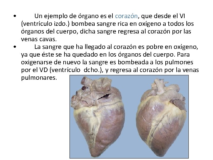  • Un ejemplo de órgano es el corazón, que desde el VI (ventrículo