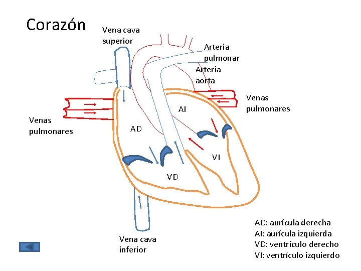 Corazón Vena cava superior Arteria pulmonar Arteria aorta Venas pulmonares AI Venas pulmonares AD