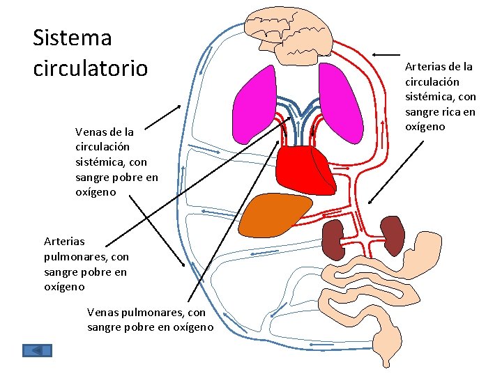 Sistema circulatorio Venas de la circulación sistémica, con sangre pobre en oxígeno Arterias pulmonares,