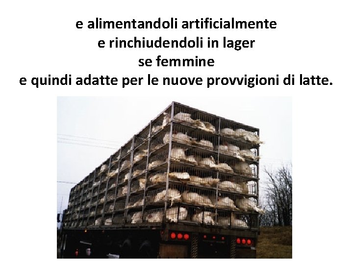 e alimentandoli artificialmente e rinchiudendoli in lager se femmine e quindi adatte per le