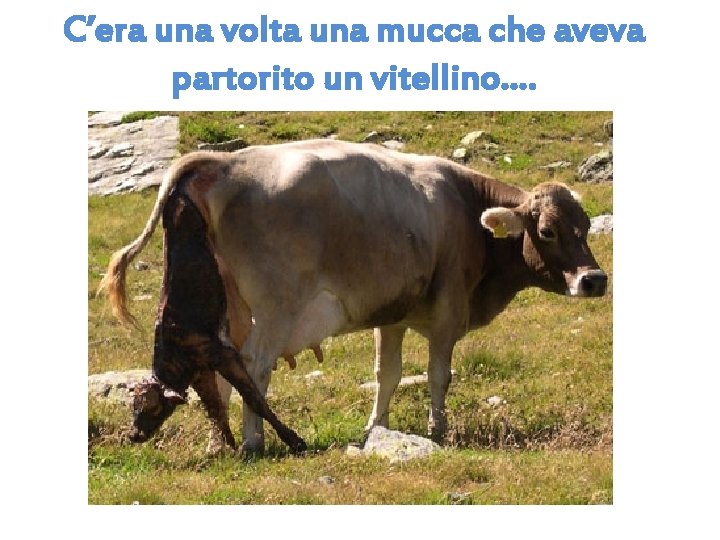 C’era una volta una mucca che aveva partorito un vitellino…. 
