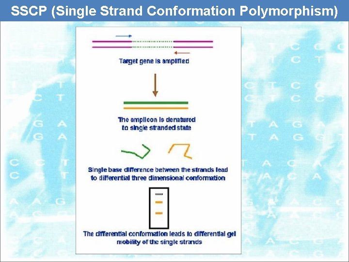 SSCP (Single Strand Conformation Polymorphism) 