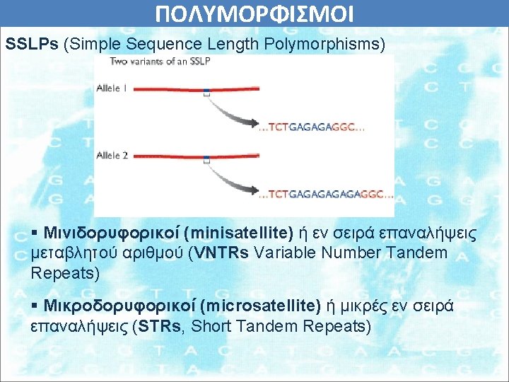 ΠΟΛΥΜΟΡΦΙΣΜΟΙ SSLPs (Simple Sequence Length Polymorphisms) § Μινιδορυφορικοί (minisatellite) ή εν σειρά επαναλήψεις μεταβλητού