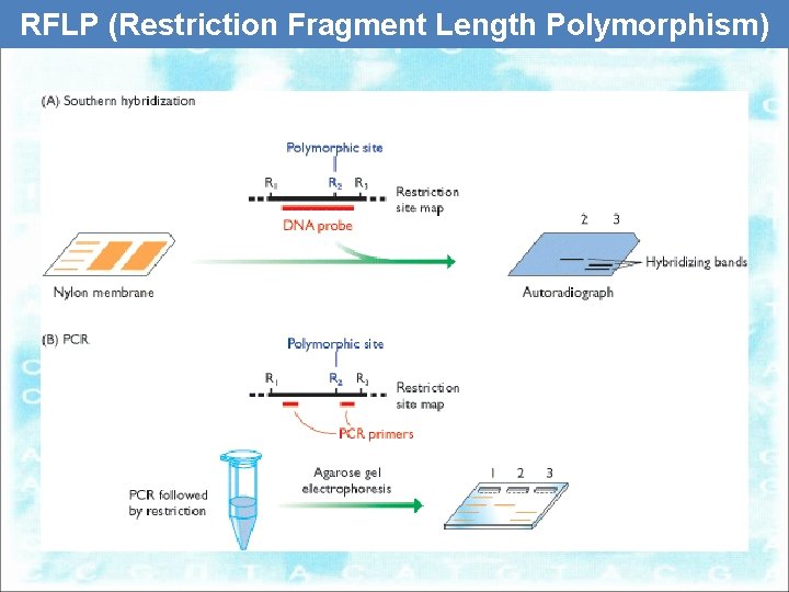 RFLP (Restriction Fragment Length Polymorphism) 
