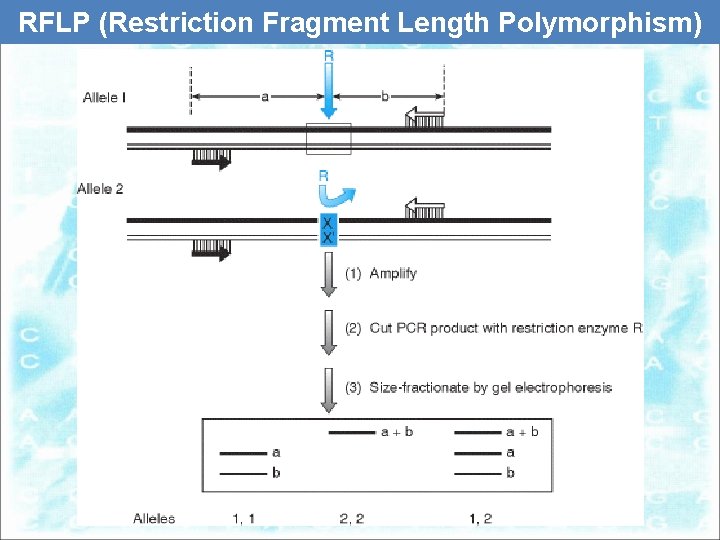 RFLP (Restriction Fragment Length Polymorphism) 