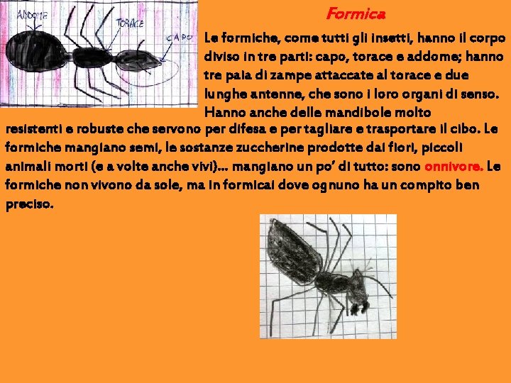 Formica Le formiche, come tutti gli insetti, hanno il corpo diviso in tre parti: