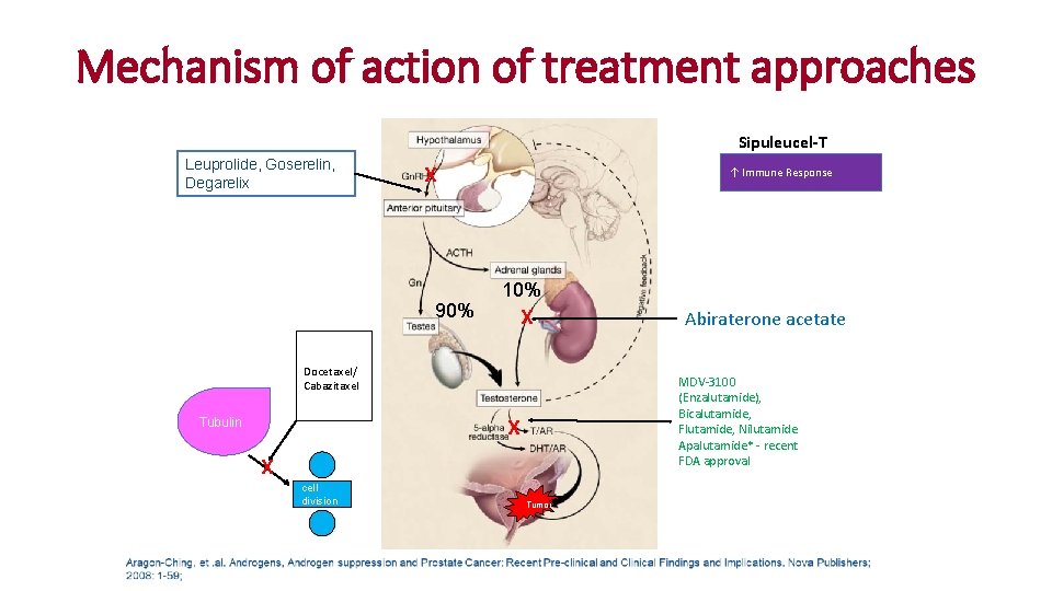 Mechanism of action of treatment approaches Sipuleucel-T Leuprolide, Goserelin, Degarelix X 90% ↑ Immune