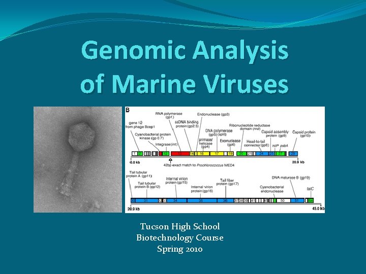 Genomic Analysis of Marine Viruses Tucson High School Biotechnology Course Spring 2010 