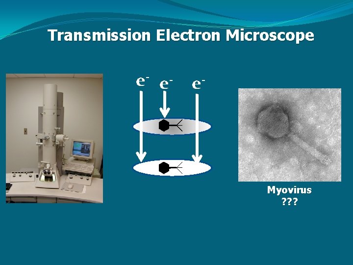 Transmission Electron Microscope e- e- e- Myovirus ? ? ? 