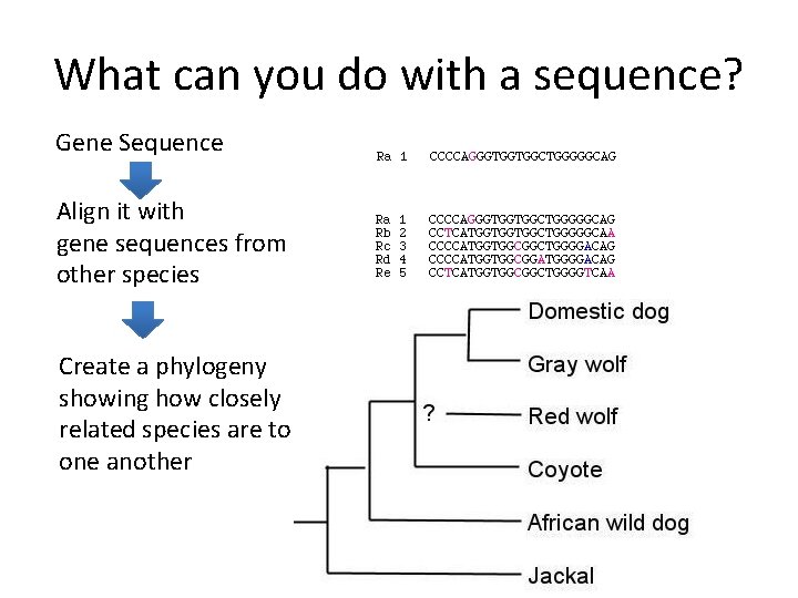What can you do with a sequence? Gene Sequence Align it with gene sequences