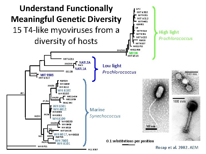 Understand Functionally Meaningful Genetic Diversity 15 T 4 -like myoviruses from a diversity of