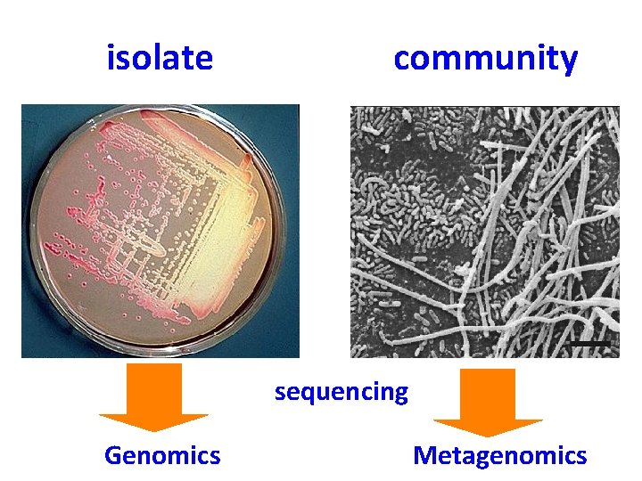 isolate community sequencing Genomics Metagenomics 