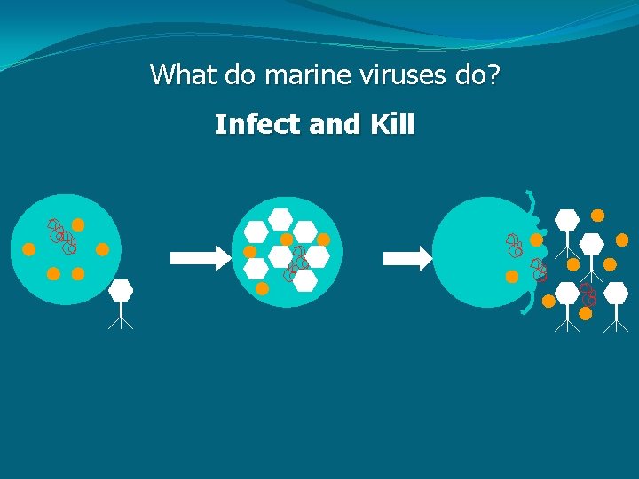 What do marine viruses do? Infect and Kill 