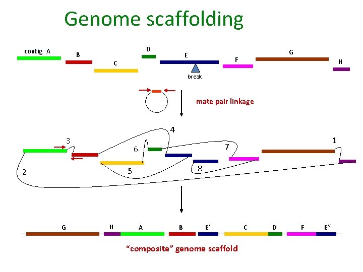 Genome scaffolding contig A B D E C G F H break mate pair
