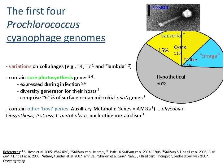 The first four Prochlorococcus cyanophage genomes P-SSM 4 “bacterial” 15% - variations on coliphages